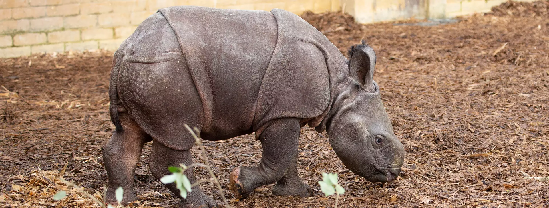 Baby rhino is 70kg bundle of Christmas joy | Whipsnade Zoo